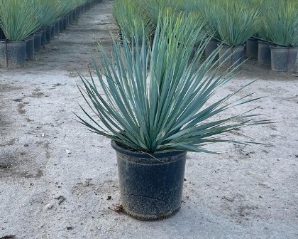 Yucca rostrata 10 l